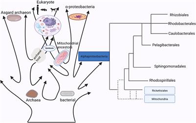 Interactions Between Intestinal Microbiota and Neural Mitochondria: A New Perspective on Communicating Pathway From Gut to Brain